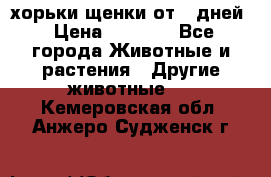 хорьки щенки от 35дней › Цена ­ 4 000 - Все города Животные и растения » Другие животные   . Кемеровская обл.,Анжеро-Судженск г.